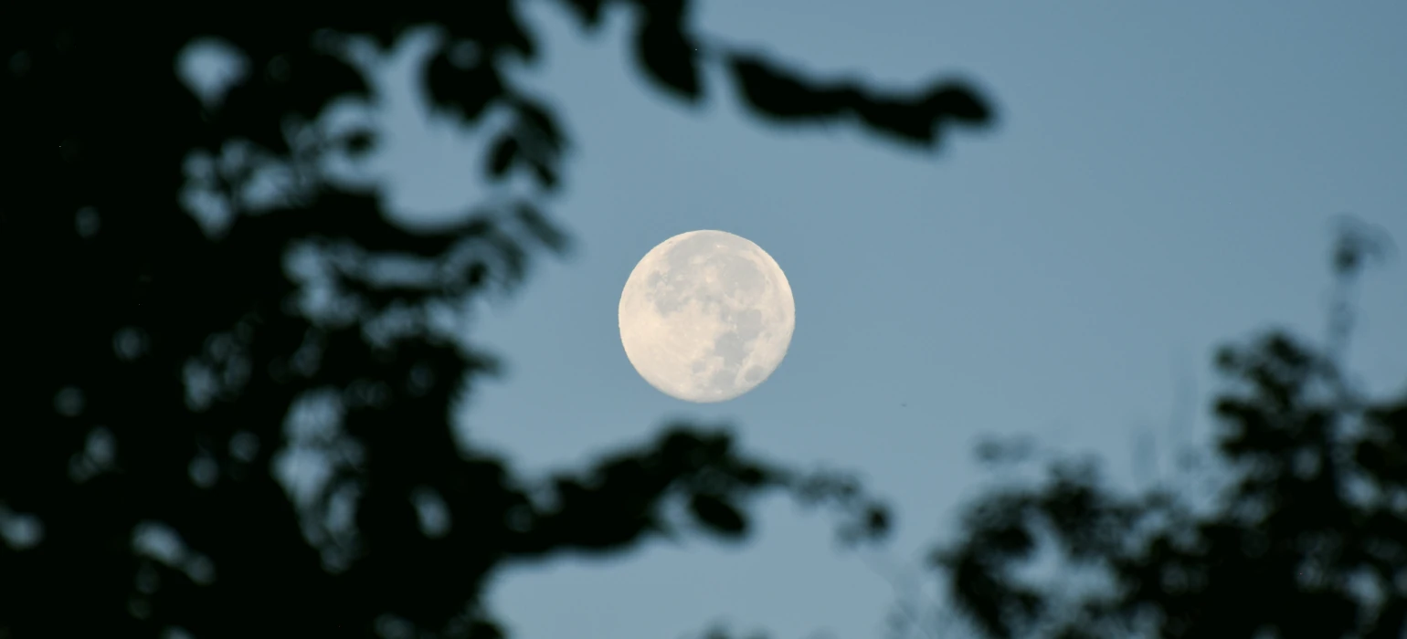 The edges of the image show dark green (almost black) leaves out of focus, creating a frame around the center, where there is a bright full moon sitting in the evening blue sky. The detailed moon takes up a third of the image vertically.
