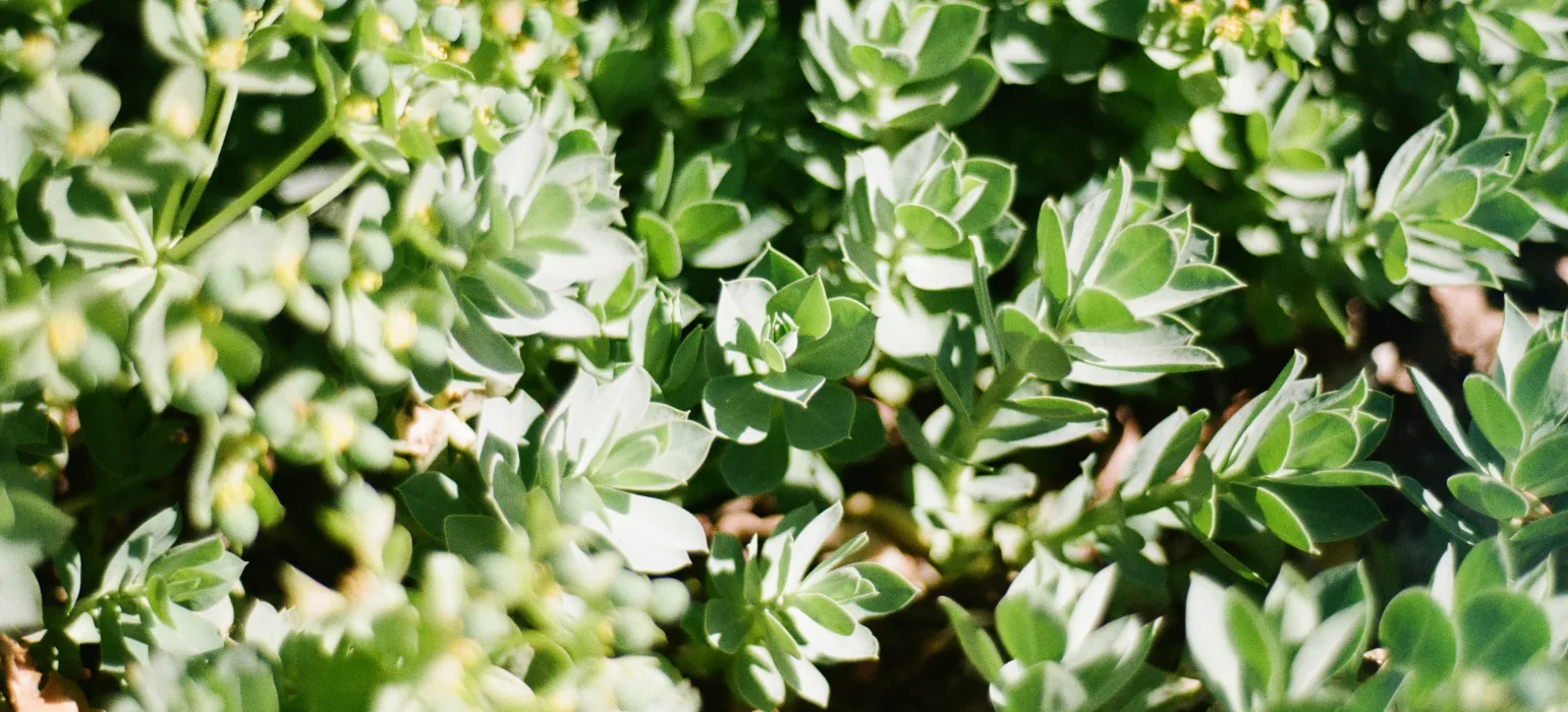 A close shot of short, pointed green leaves. One group of leaves in the center in focus, but others around the edge of the frame are out of focus.