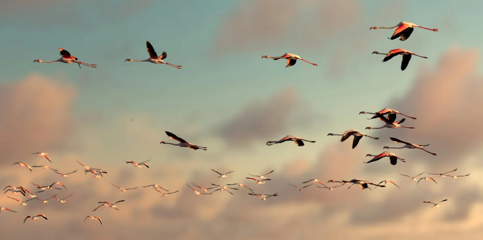 A flock of flamingos fly against a pink and blue sunset