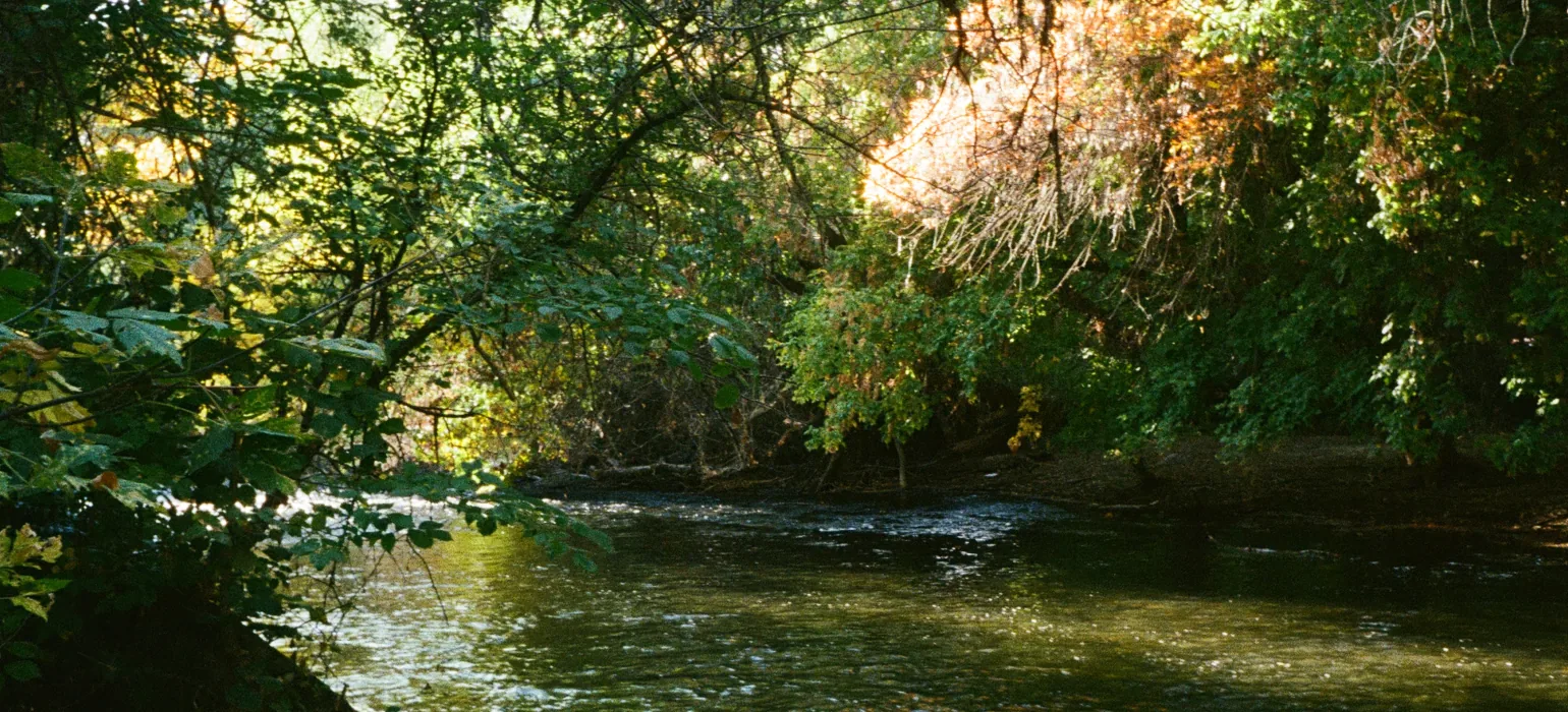 A mellow river winds across the image, with verdant trees reaching over the water.