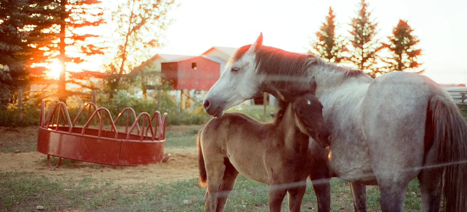 A gray horse looks to the left, her neck arching over a brown foal with a spot between its eyes. Red halations bloom over the gray horse, caused by the setting sun behind an evergreen tree and a closer red metal feeding trough in the left third of the image.