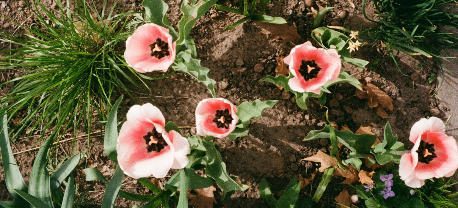 A top-down view of flowers with light pink petals and black centers.