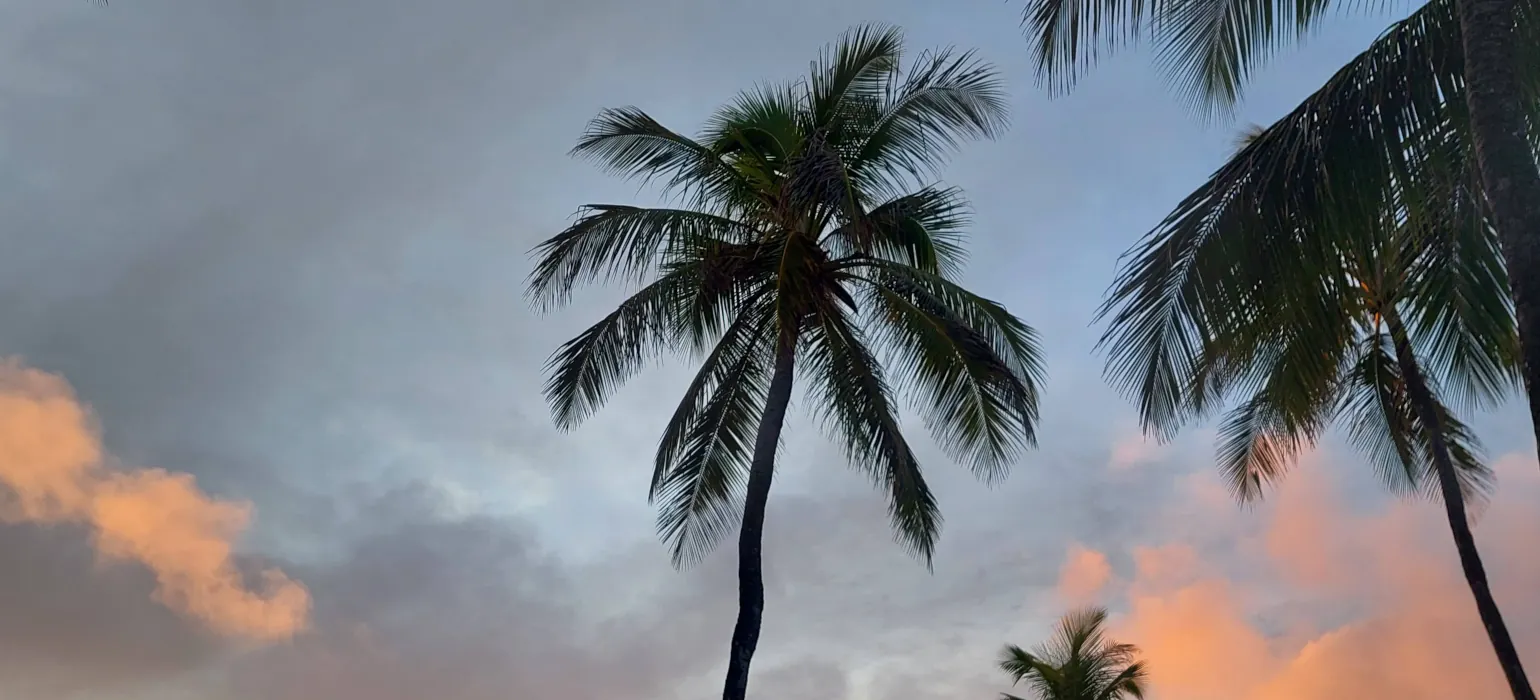 Two palm trees are silhouetted against a blue and orange sunset