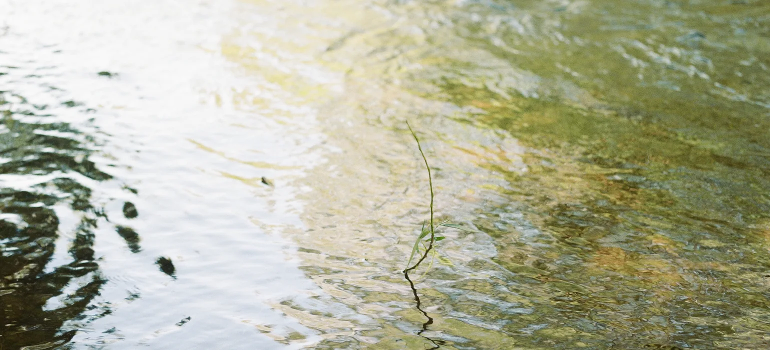 A single tree shoot with a few leaves pokes out from a lightly rippling water which reflects late afternoon sun