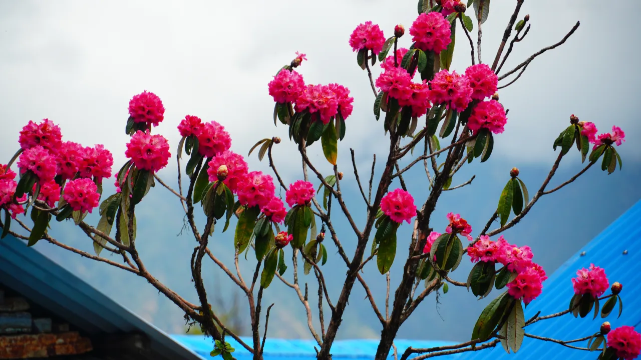 Rhododendron branches with bright pink blossoms against a pale sky, with a blue corrugated metal roof and a stone wall behind them.